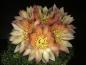 Preview: Flower of mother plant
